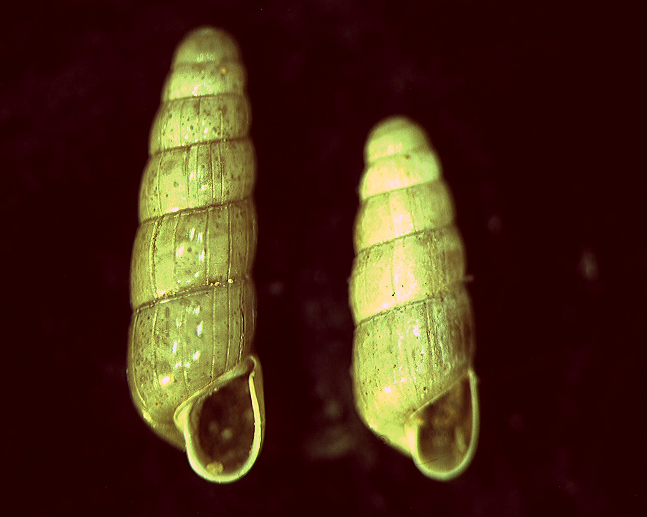 Acicula lineolata banki Boeters, Gittemberg & Subai, 1989